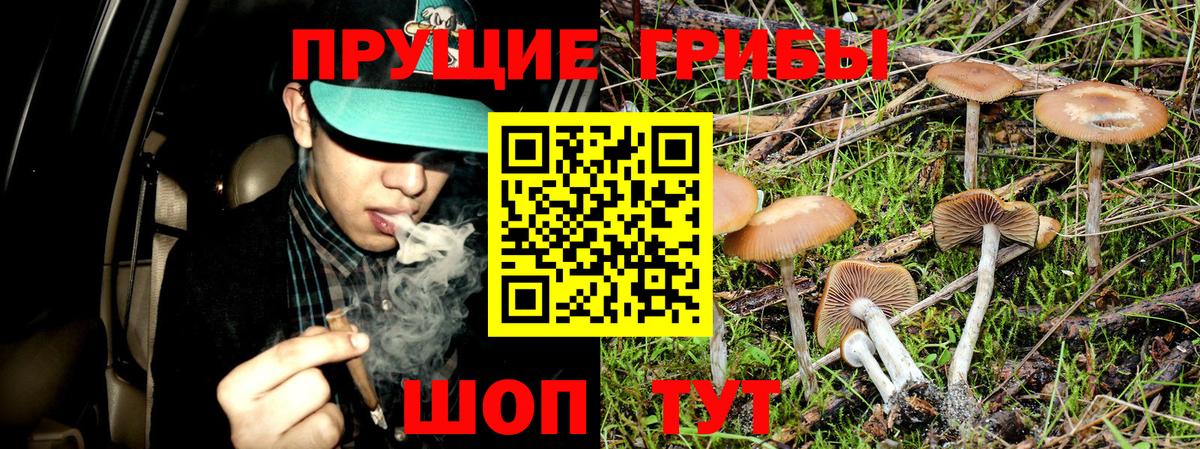 Новоуральск  Псилоцибиновые грибы MAGIC MUSHROOMS  Галлюциногенные грибы GOLDEN TEACHER  Вход с VPN 